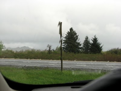 Tree shapes through the rain, Warrenton, Oregon