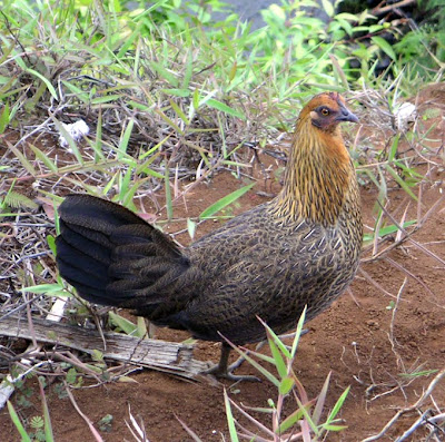Chicken, Kauaii, Hawaii
