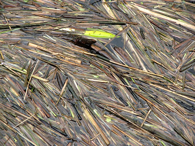 Floating Reeds on the Columbia River