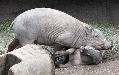 Young babirusa pigs at the Oregon Zoo