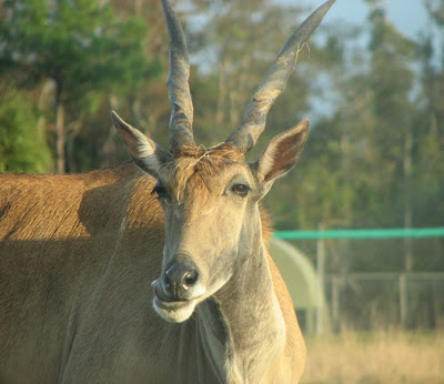 Antelope at Lion Country Safari, Florida