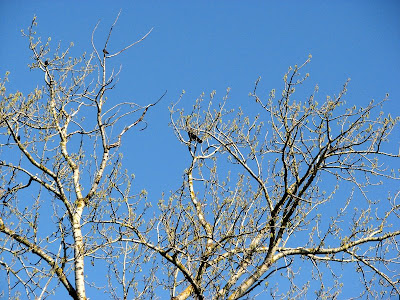Crows in a tall tree