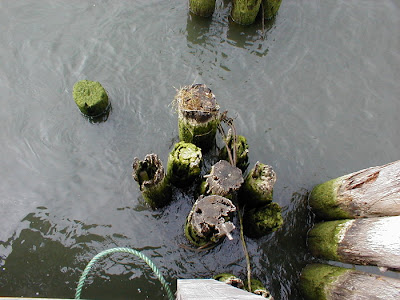 Pilings in the River