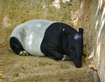 Sleeping Malayan tapir at the Singapore Zoo, by Annemarie Hasnain