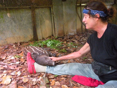 Sharon Matola with baby tapir in the Belize Zoo