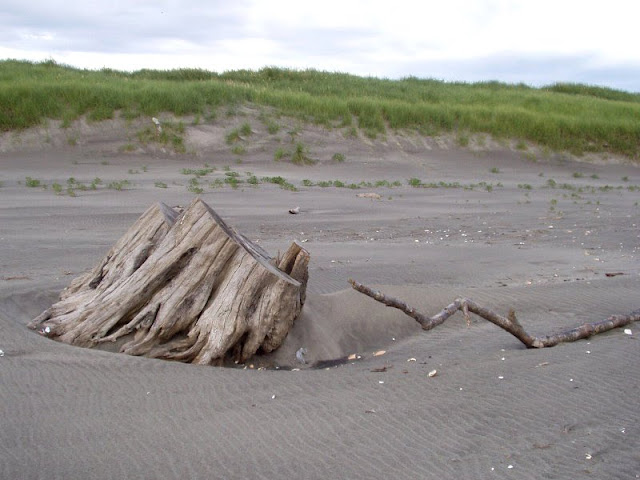 Driftwood on the Beach, Fort Stevens, Warrenton, Oregon