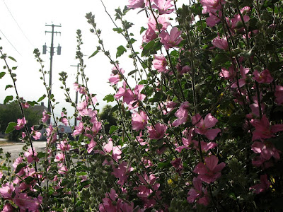 Flowers along the River Walk, Astoria, Oregon