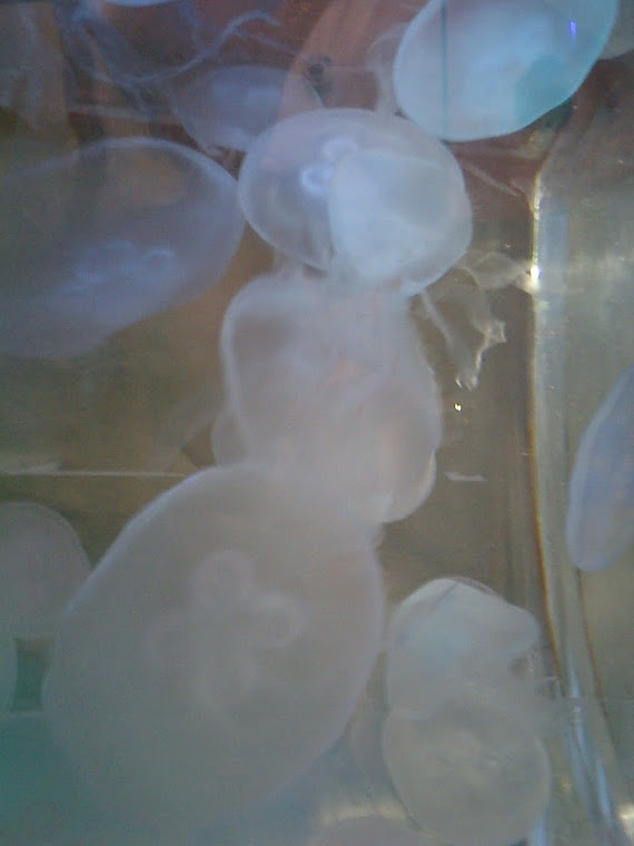 Jelly Fish