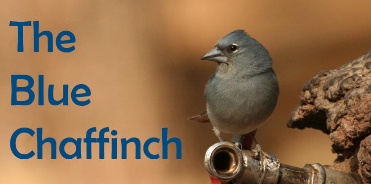 The Blue Chaffinch