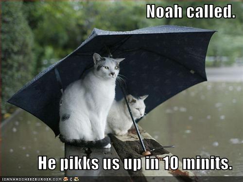 [funny-pictures-cats-umbrella-rain-flood.jpg]