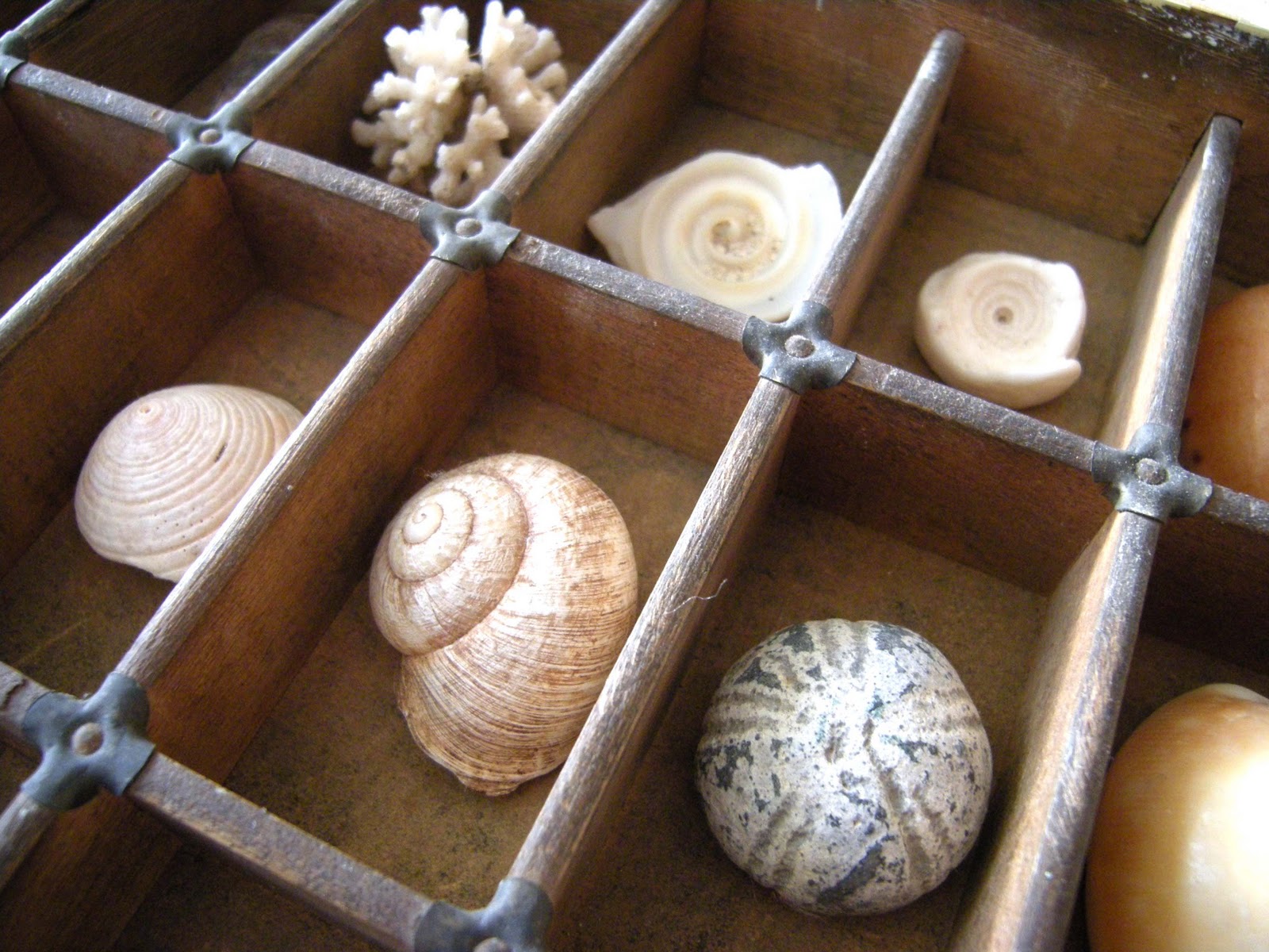 sells sea shells sells sea shells