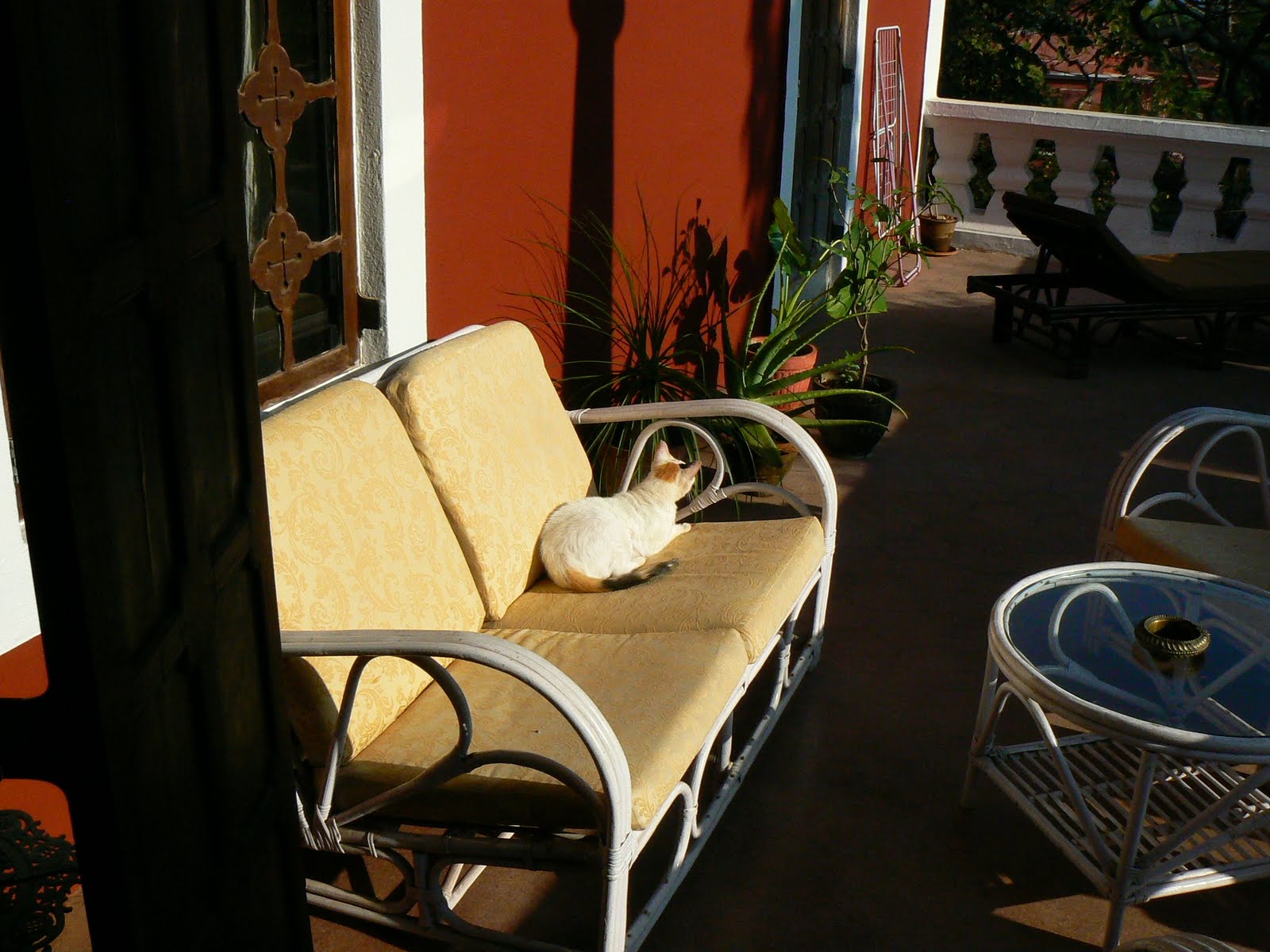 [23.+oaspete+in+balcon.JPG]