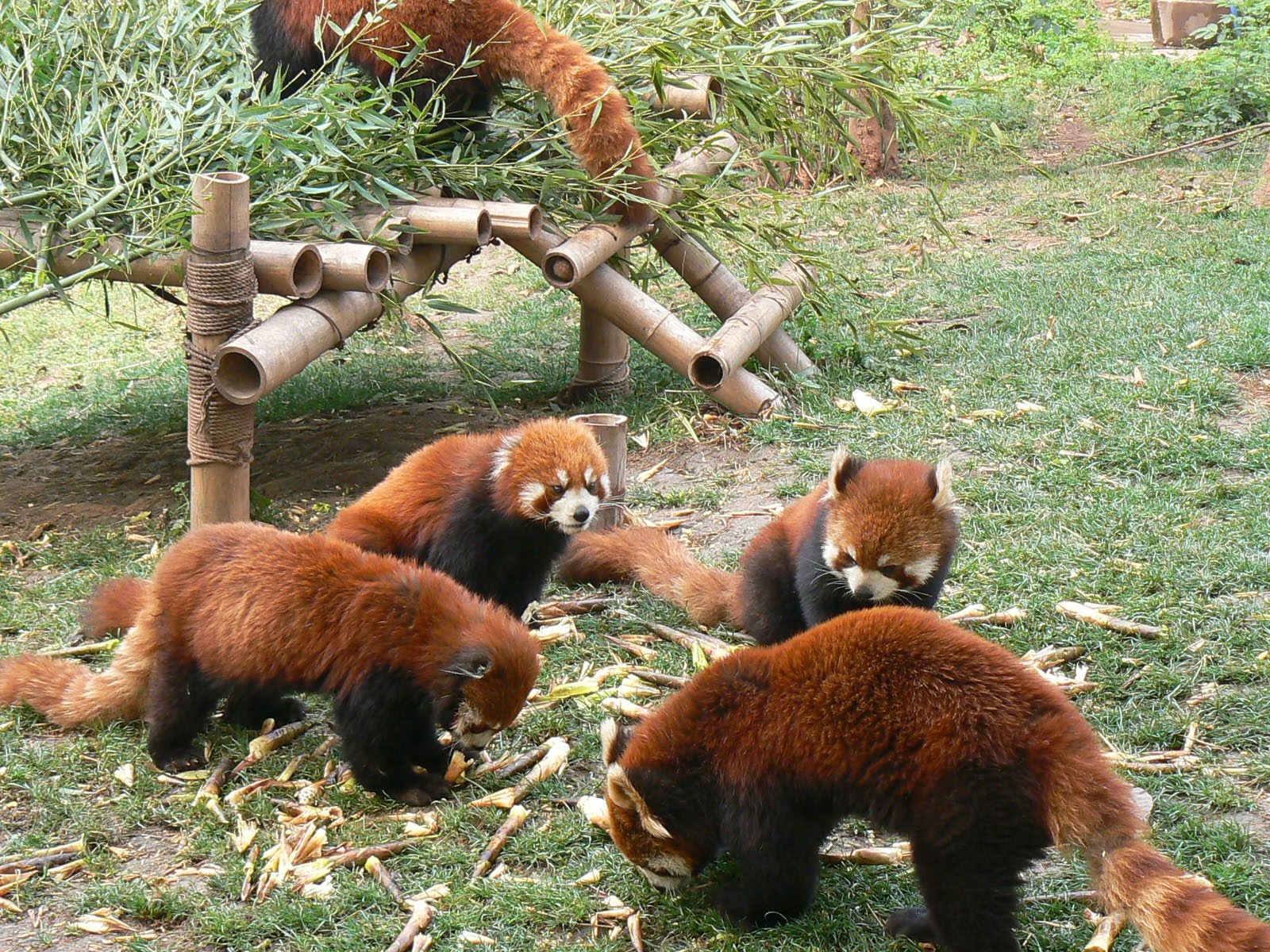 [8.+panda+rosii.JPG]