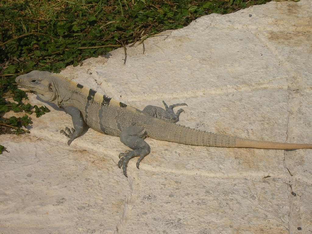 [39.+o+iguana+ghiduse.jpg]