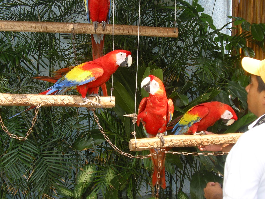 [54.+papagali.jpg]