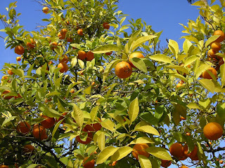 Portocale in pomi la Sevilla