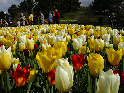 Expozitie flori Olanda - Keukenhof