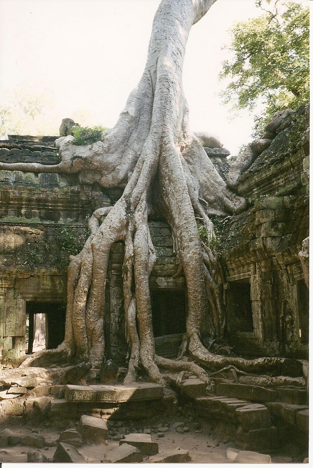 [4.+copacii+Angkorului.JPG]