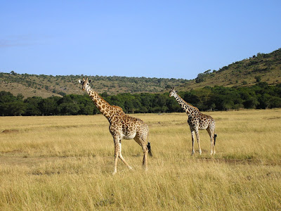Girafe in Masai Mara