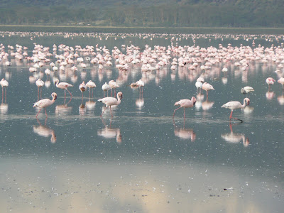 Imagini safari: flamingo pe lacul Nakuru Kenya
