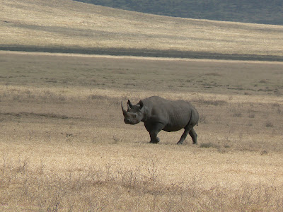 Imagini safari: rinocer in Ngorongoro