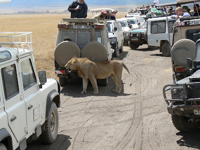 Leu printre masini de safari