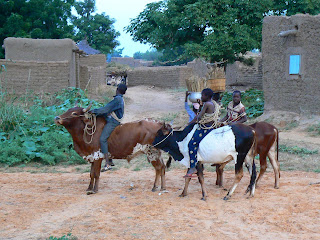 Imagini Mali: copii calare pe vaci in Pays Dogon