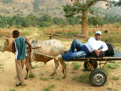 Transport in Pays Dogon: caruta cu boi