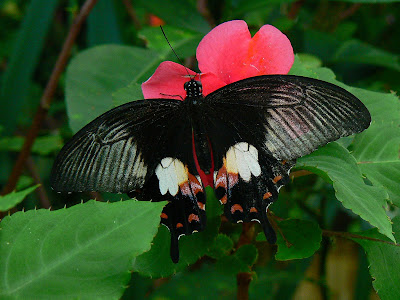 Imagini Filipine: fluturi in Bohol