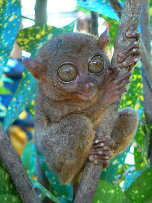 tarsier Filipine