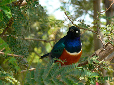 Imagini Etiopia: pasare la lacul Langano