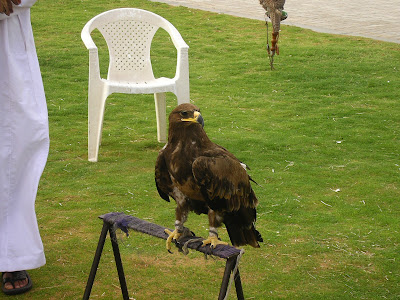 Imagini Dubai: Safari in desert, vultur de Emirate