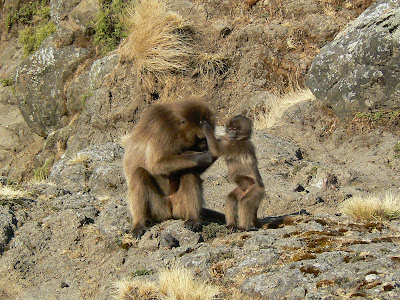 Imagini Etiopia: Muntii Simien babuini gelada
