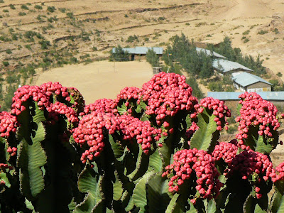Imagini Etiopia: cactusi in floare