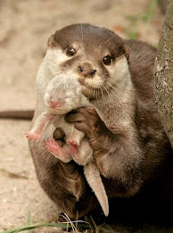 Deixe os bichos em paz!