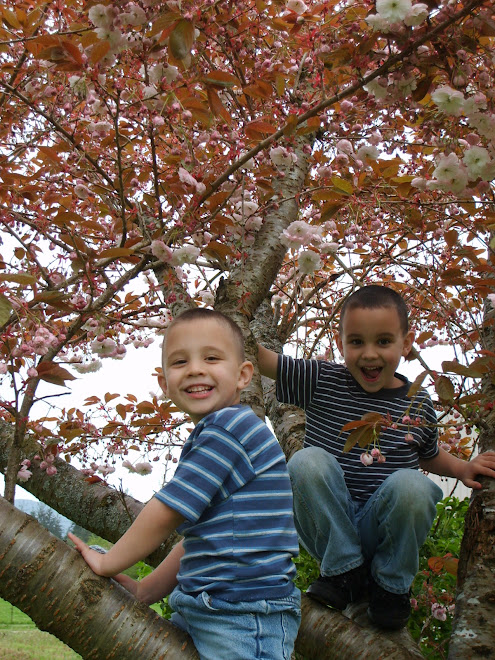 Tree Climbing...