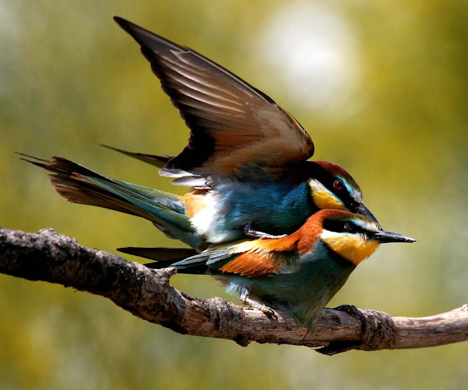 Pareja de Abejarucos