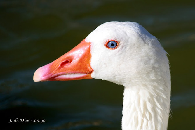 Oca de ojos azules