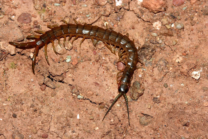 Escolopendra