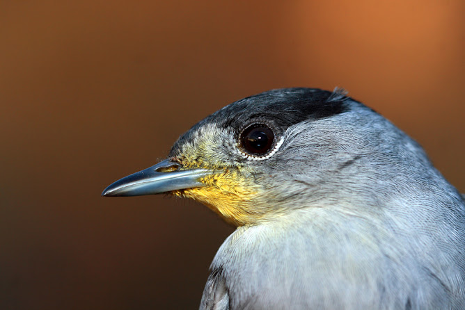 Sylvia atricapilla peculiar