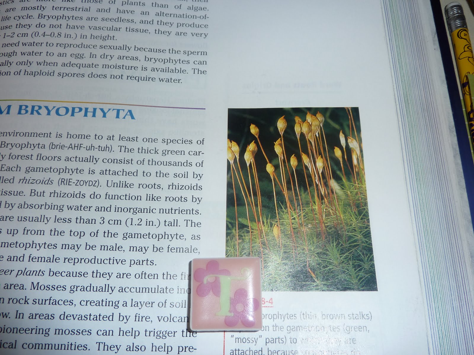 biology-final-2010-17-plant-life-cycle