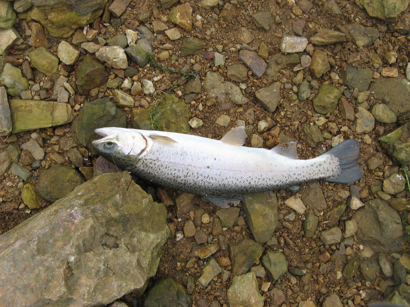 Northern California and Bay Area Fishing Reports Lake Tulloch Fishing