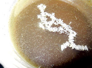 Nyamuk kemudaratan atau kebaikan