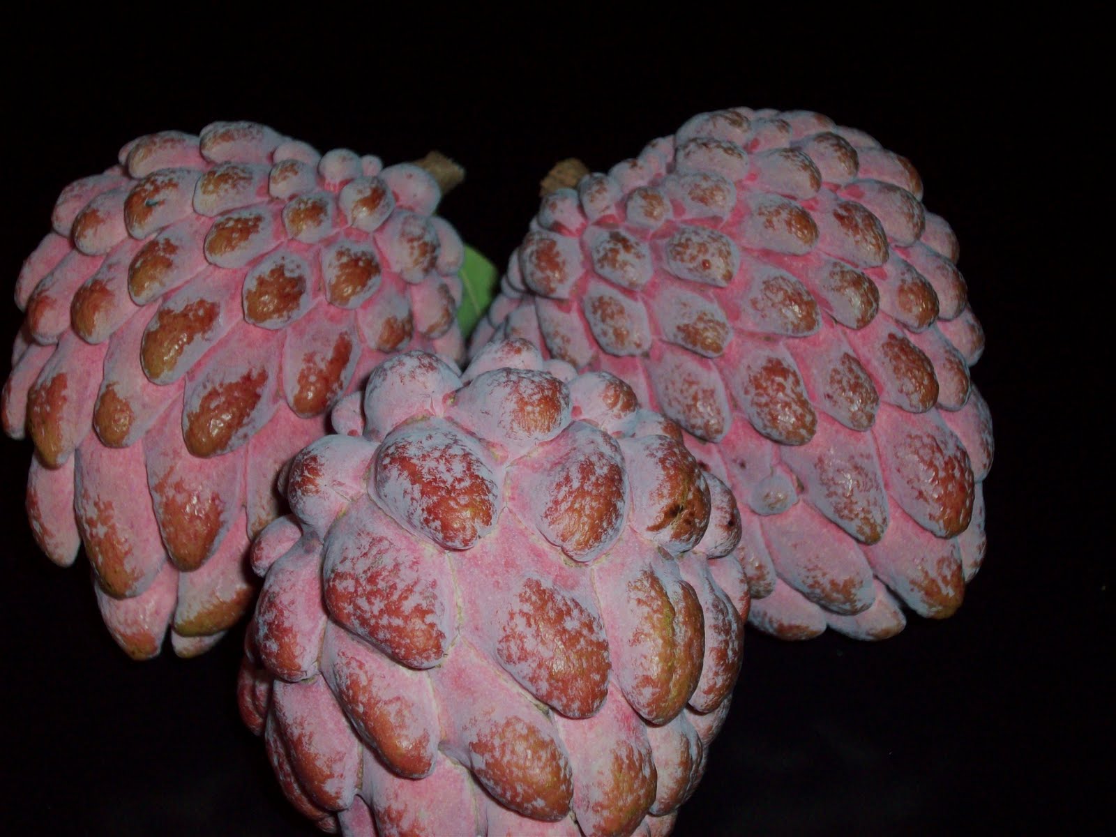 I likE plants! Annona squamosa 'Kampong Mauve'