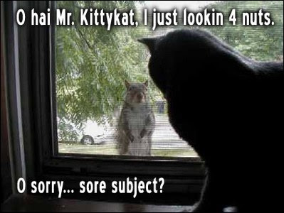 Oh hai Mr kittykat I just looking for nuts