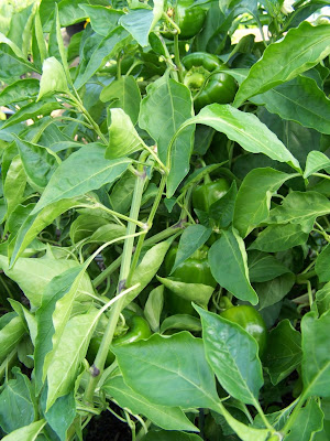 Annie's Kitchen Garden: September 2010