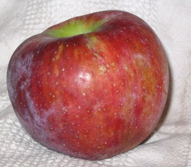 When to Pick Cortland Apples - Eat Like No One Else