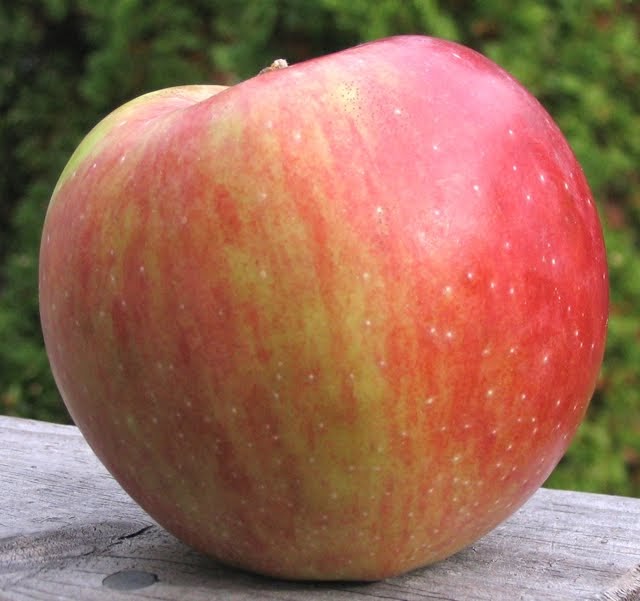 Adam S Apples Winesap