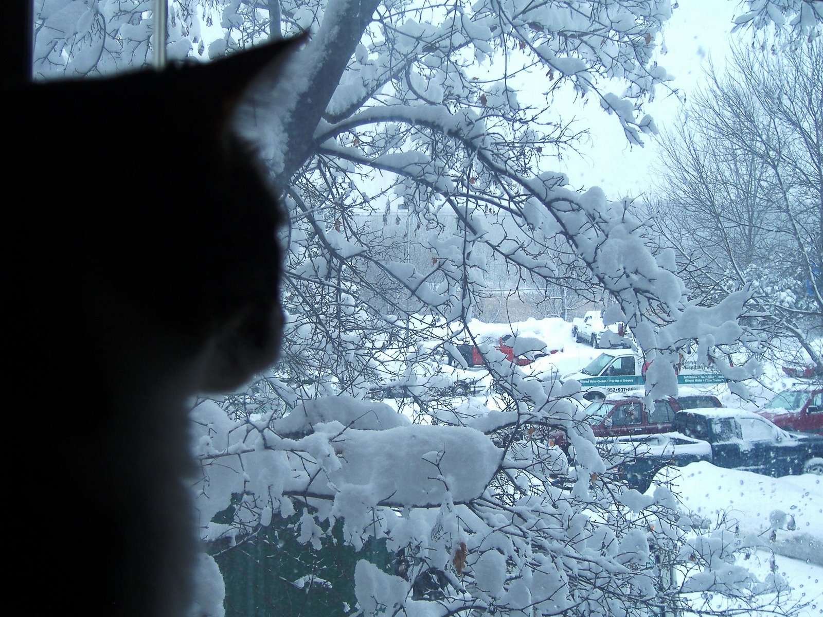 [Maisey+Watches+the+Snow+Pile+Up.jpg]