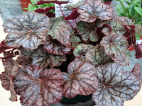 Heuchera